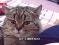 猫的短视频